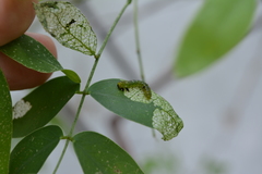 Adurgoa gonagra