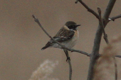 Saxicola maurus maurus