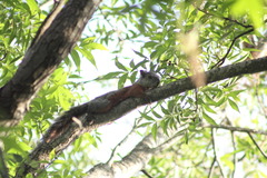 Sciurus aureogaster aureogaster