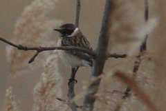 Saxicola maurus maurus