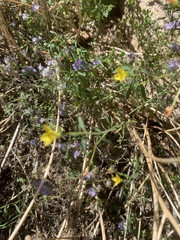 Menodora scabra