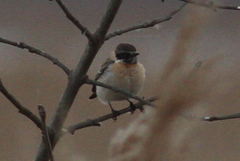 Saxicola maurus maurus