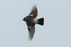 Saxicola maurus maurus