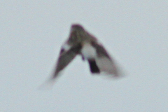 Saxicola maurus maurus