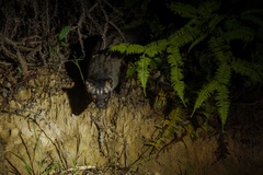 Paradoxurus philippinensis