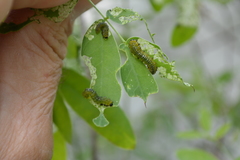 Adurgoa gonagra