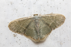 Lophophleps triangularis