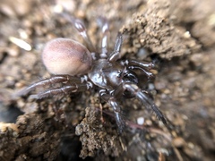 Antrodiaetidae