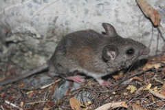 Peromyscus leucopus texanus