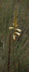 Watsonia watsonioides