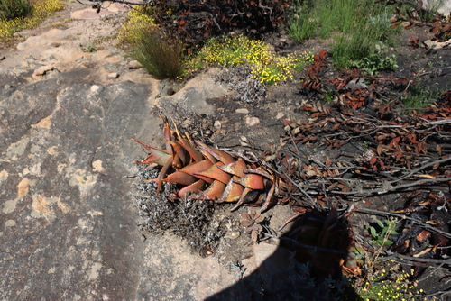 Aloe parvispina