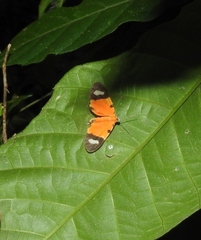 Eudule pulchricolora