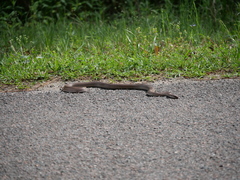 Coluber constrictor etheridgei