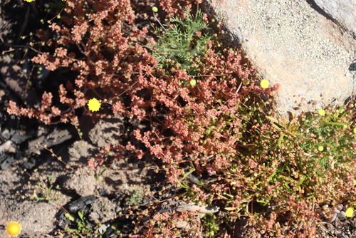 Crassula thunbergiana
