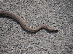 Coluber constrictor etheridgei