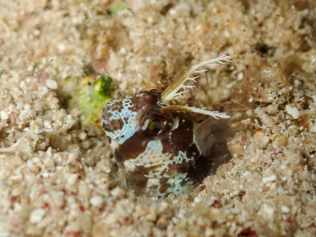Longhorn Blenny