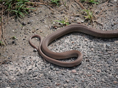 Coluber constrictor etheridgei