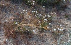 Cuscuta psorothamnensis