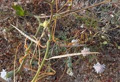 Cuscuta psorothamnensis