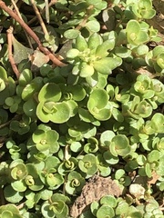 Sedum ternatum