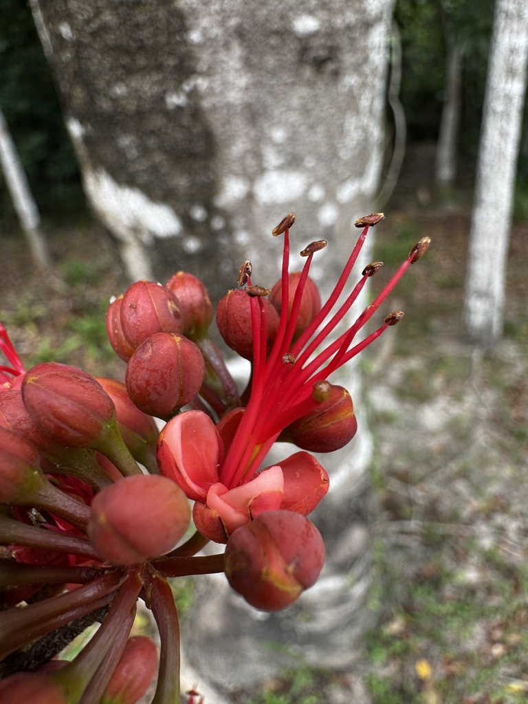 Barnebydendron