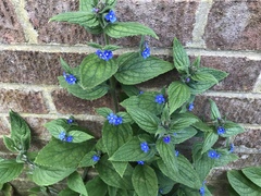 Pentaglottis sempervirens