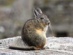 Southern Viscacha photo 2