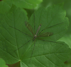 Tipula luna