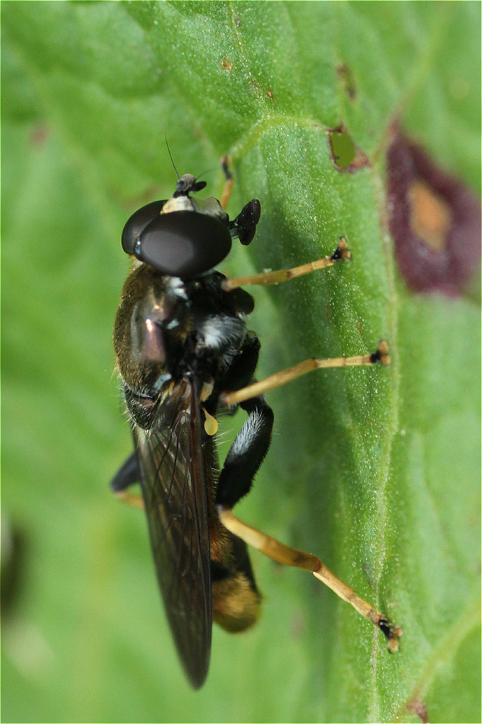 Xylota xanthocnema
