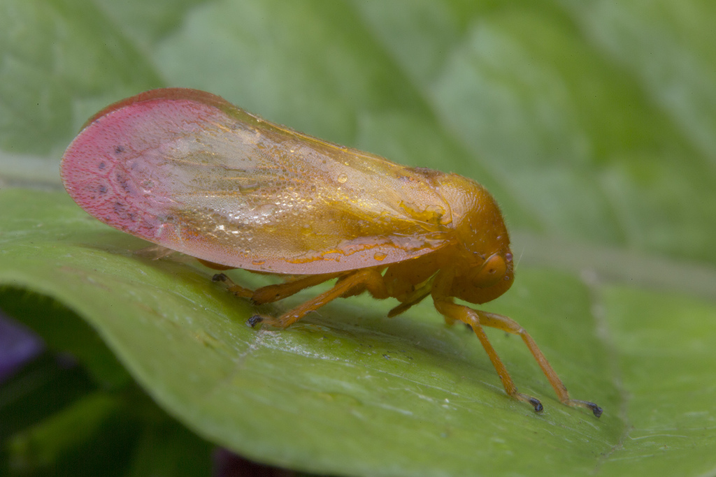 Eoscartini