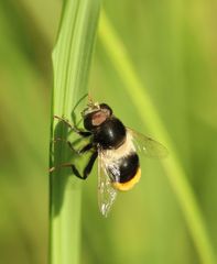 Eristalis oestracea