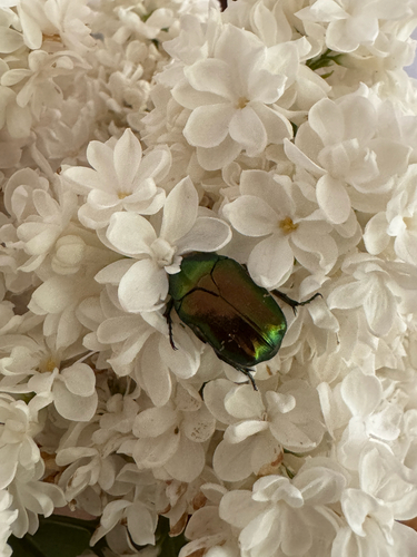 European Rose Chafer
