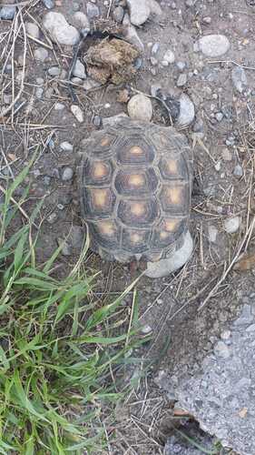 Texas Tortoise