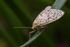 Miltochrista ashleigera