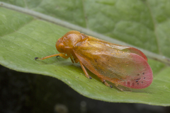 Eoscarta liternoides