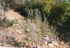 Lavandula stoechas luisieri