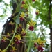 Phalaenopsis difformis difformis - Photo (c) benbarca, some rights reserved (CC BY-NC), uploaded by benbarca