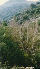 Betula pendula fontqueri