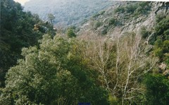 Betula pendula fontqueri