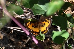 Byblia anvatara anvatara