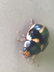 Hyperaspis trifurcata