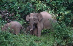 Elephas maximus borneensis