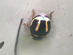 Hyperaspis trifurcata