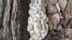 Clitocybula abundans