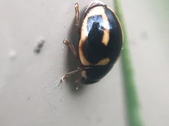 Hyperaspis trifurcata