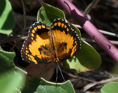 Byblia anvatara anvatara