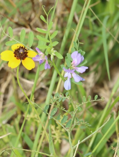 Vicia ludoviciana, photograph 6