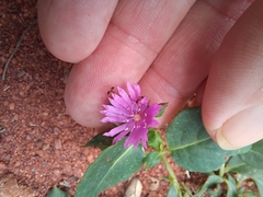 Corbichonia decumbens, photograph author not stated, no rights reserved