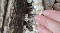 Clitocybula abundans