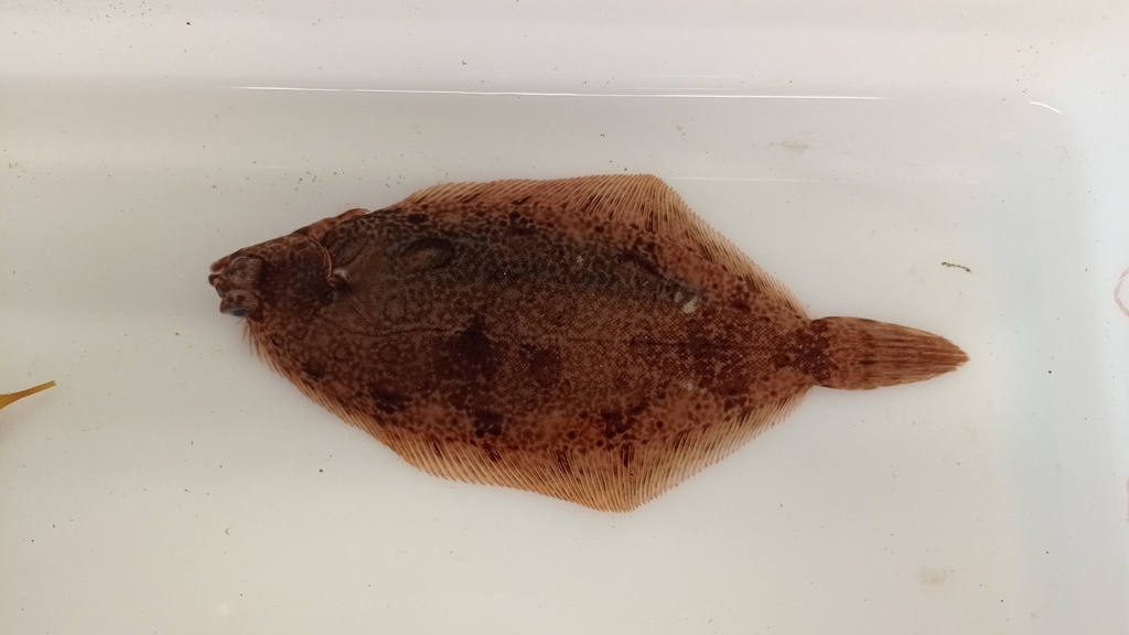 Lemon sole (Microstomus kitt) — Pleuronectidae